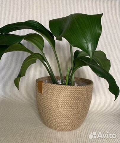 Кашпо для цветов