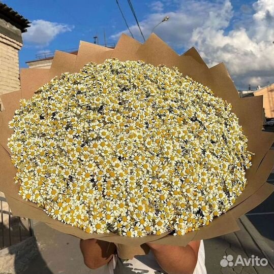 Букеты ромашек