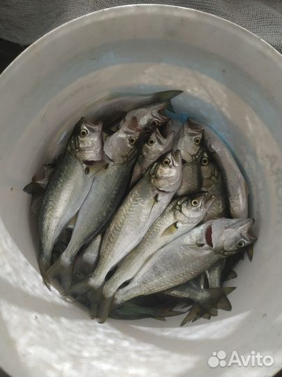 Рыбалка\Прогулки на катере