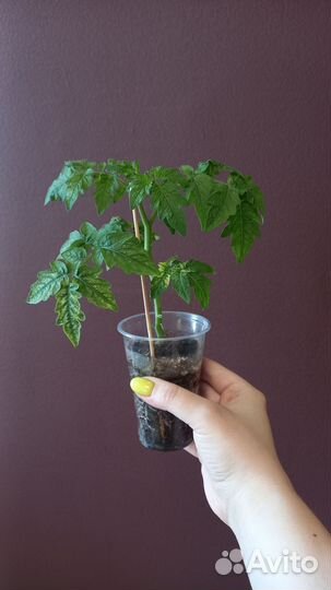 Рассада помидор черри(балконный)