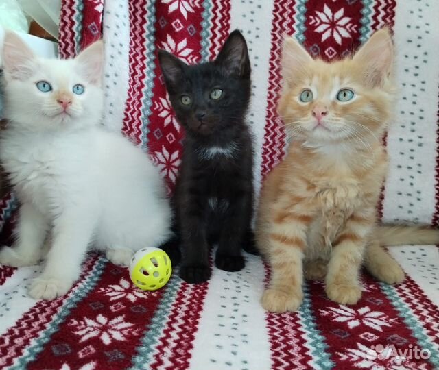 Котята в добрые руки