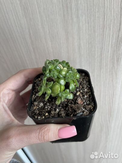 Эхеверия разные сорта