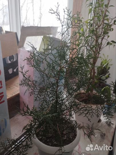 Комнатные цветы