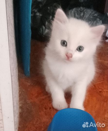 Белоснежные котята