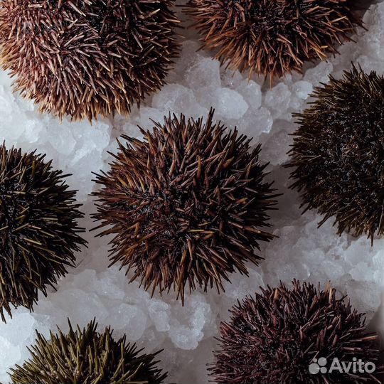 Морские ежи живые
