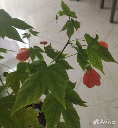 Клен комнатный абутилон