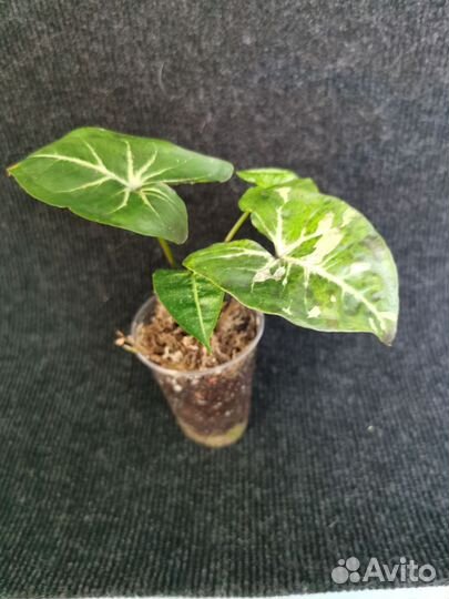 Сингониумы сортовые