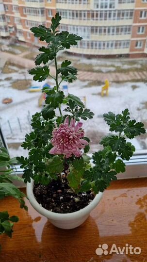 Хризантема