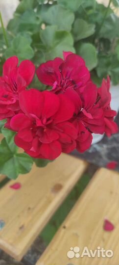 Плющелистная пеларгония