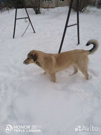 Собака Кекс охранник