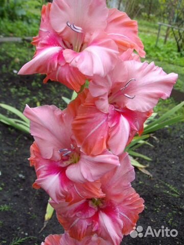 Гладиолус Малика Gladiolus Malika 12/, Darit Дой-п