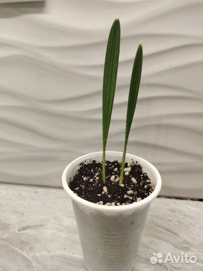 Финиковая пальма