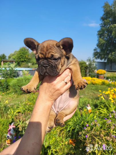 Чудесные французики