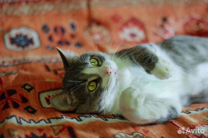 Кот в добрые руки