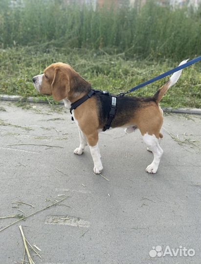 Шлейка для собаки PRO comfort