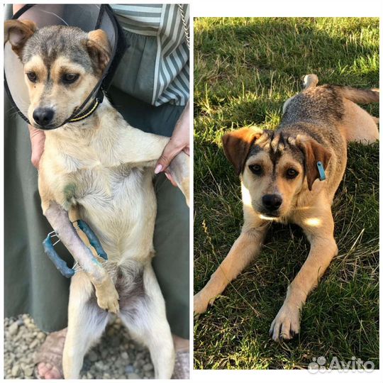 Собака некрупная