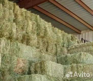 Сено в тюках 2024