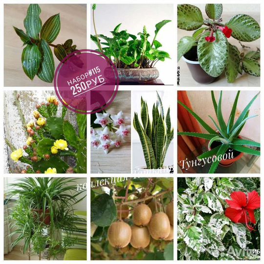 Наборы комнатных растений