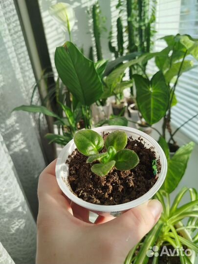 Фиалка белая