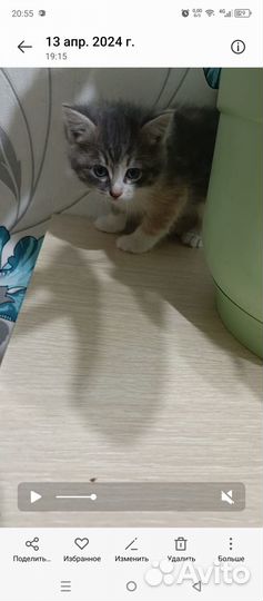 Кошечка в добрые ручки