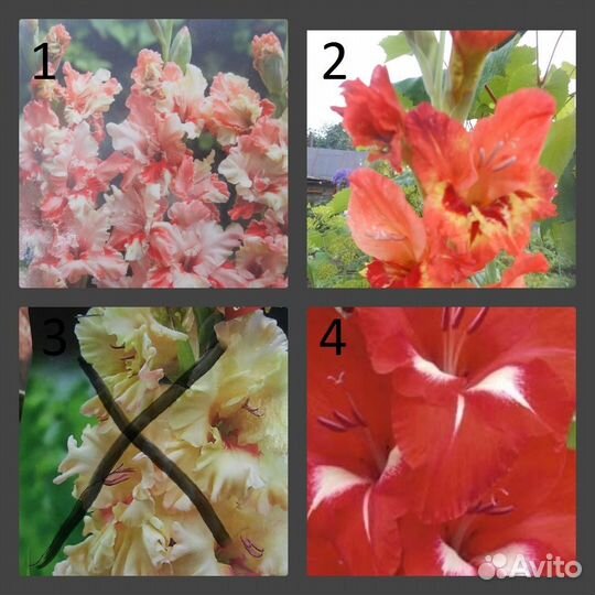 Гладиолусы луковицы