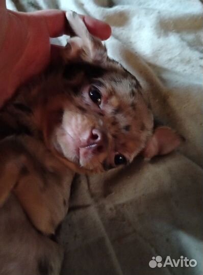 Девочки мраморные