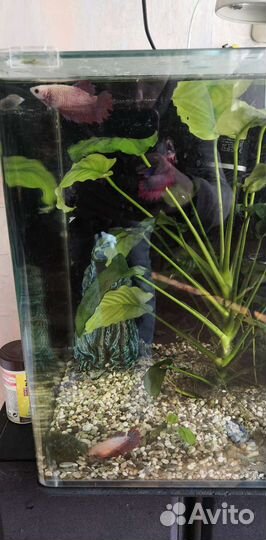 Рыбка петушок самка Супердельта