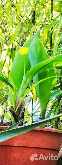 Канны пророщенные