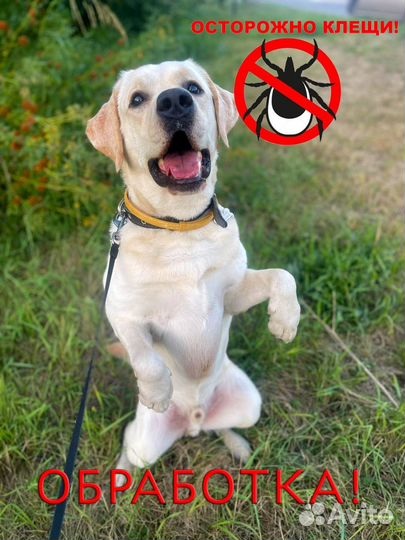 По уходу за животными