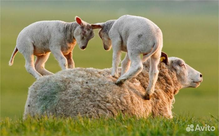 Племенные бараны и овцы Куйбышевской породы