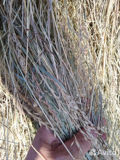 Сено для грызунов