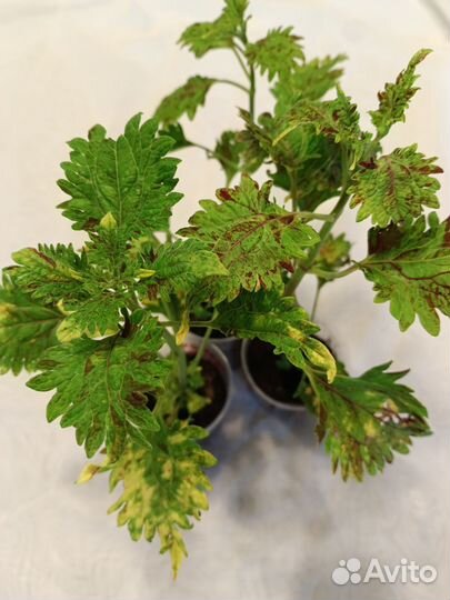 Колеусы вегетативные