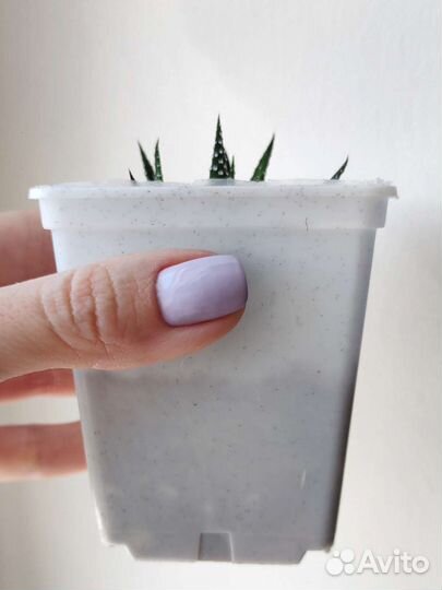 Хавортия полосатая в горшке