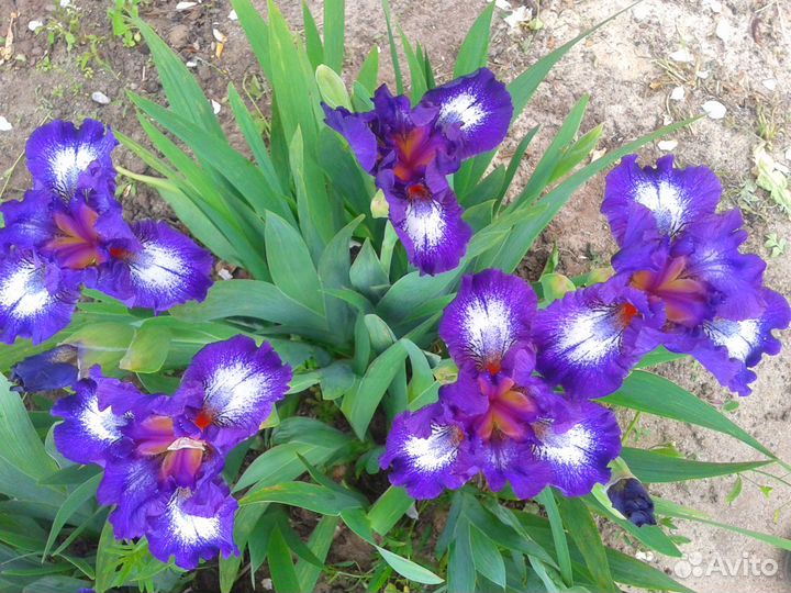 Ирисы карликовые корни