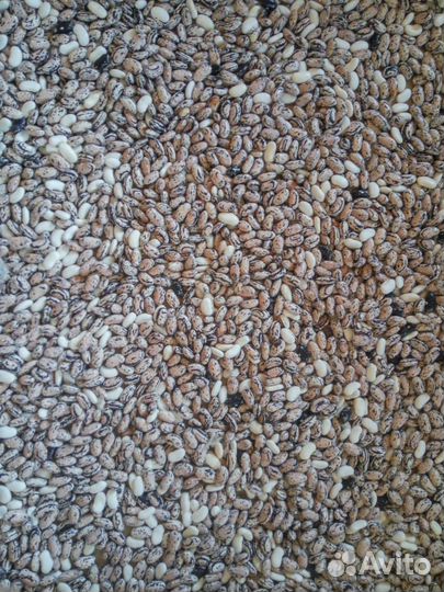 Рассада перца,томатов,семена сортовой фасоли