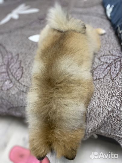 Щенки померанского шпица