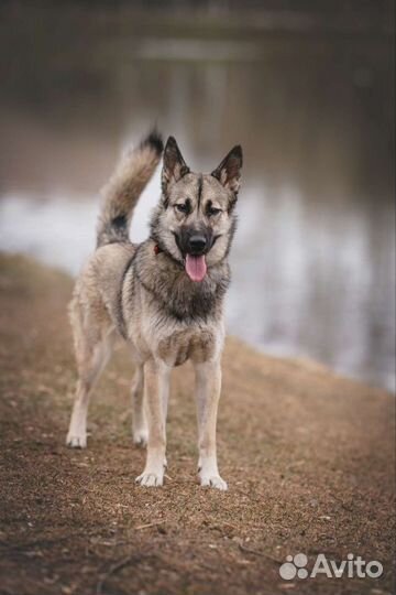 Метис Хаски в добрые руки
