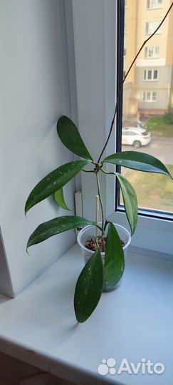 Хойя pubicalyx cv. “Silver Pink”