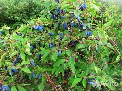 Саженцы жимолости