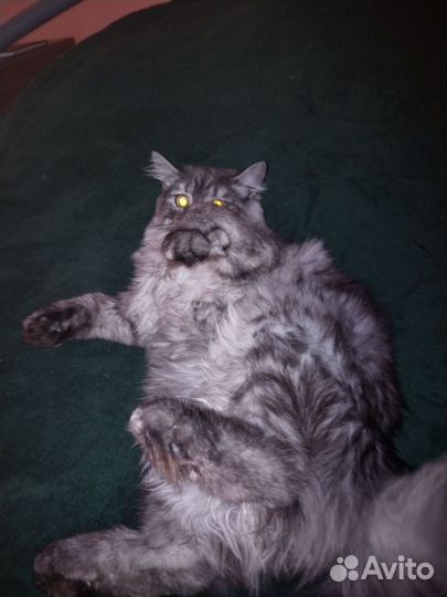 Кошка на вязку