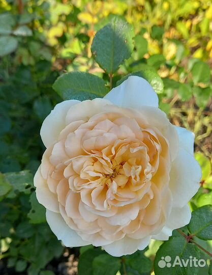 Роза плетистая Клер Остин