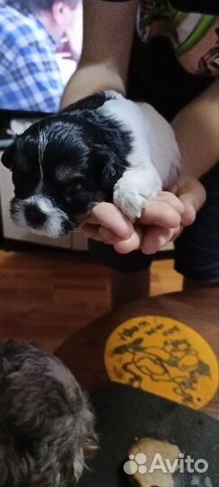 Собаки ши-тцу