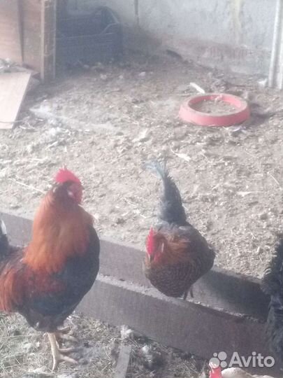 Молодые петушки