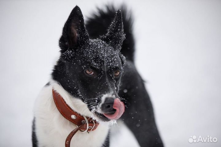 Атос - шикарный домашний пес