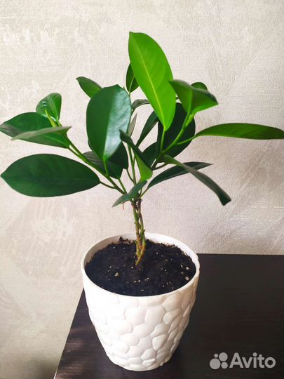 Фикус мокламе
