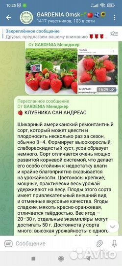 Саженцы крупноплодной клубники в Зкс