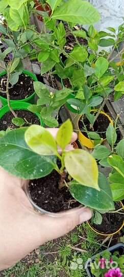 Камелия комнатная