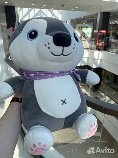 Хаски с пледом