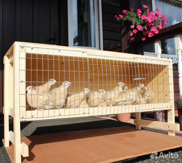 Клетка для перепелов 40 голов дерево с поддоном