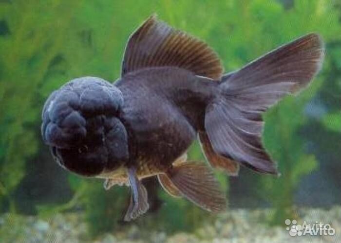 Красная шапочка/оранда